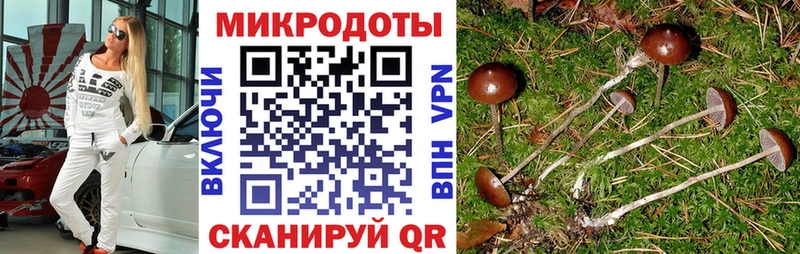 Псилоцибиновые грибы Psilocybine cubensis  Стародуб 